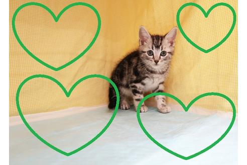 成約済の東京都のアメリカンショートヘア-27233の1枚目