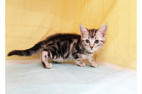 成約済の東京都のアメリカンショートヘア-27233の2枚目