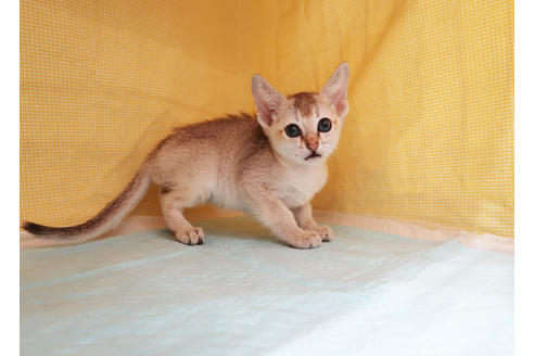 成約済の東京都のシンガプーラ-27235の2枚目