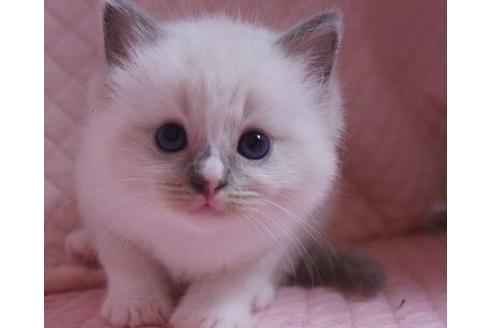 成約済の静岡県のラグドール-27255の1枚目