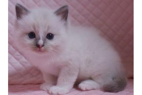 成約済の静岡県のラグドール-27255の3枚目