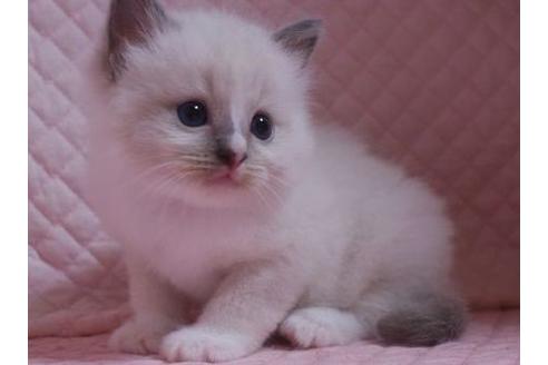 成約済の静岡県のラグドール-27255の2枚目