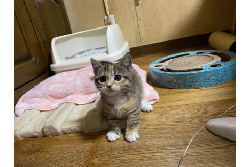 成約済の千葉県のマンチカン-24364の5枚目