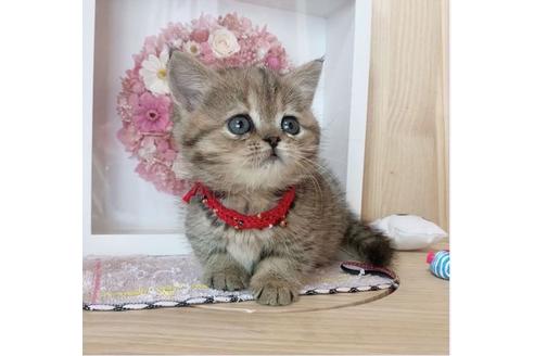 成約済の長野県のマンチカン-27340の5枚目