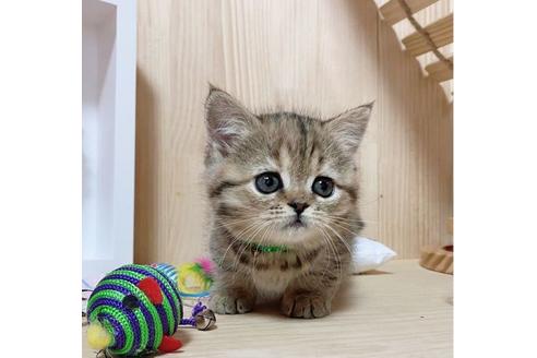 成約済の長野県のマンチカン-27340の3枚目