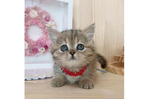 成約済の長野県のマンチカン-27340の4枚目