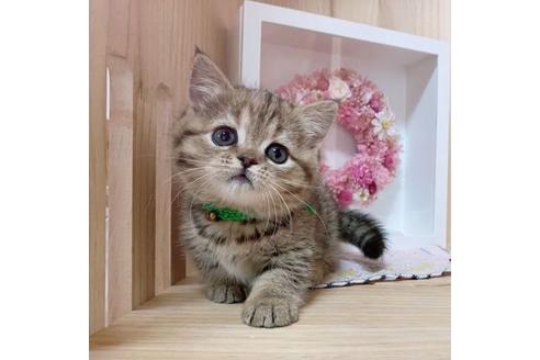 成約済の長野県のマンチカン-27340