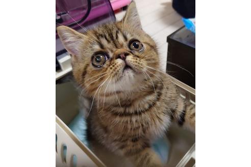 成約済の愛知県のエキゾチックショートヘア-27389の2枚目