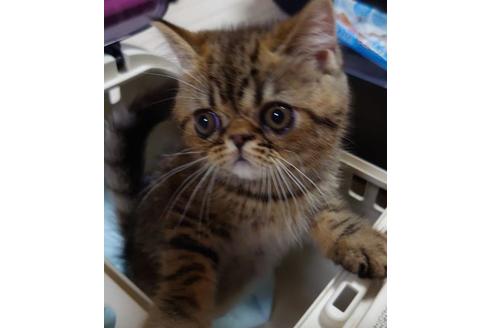 成約済の愛知県のエキゾチックショートヘア-27389の1枚目