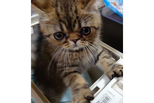 成約済の愛知県のエキゾチックショートヘア-27389の3枚目