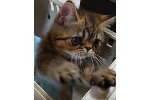 成約済の愛知県のエキゾチックショートヘア-27389の4枚目