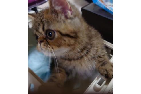 成約済の愛知県のエキゾチックショートヘア-27389の5枚目