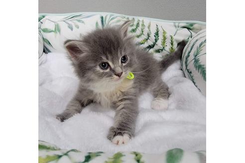 成約済の埼玉県のサイベリアン-27492の6枚目