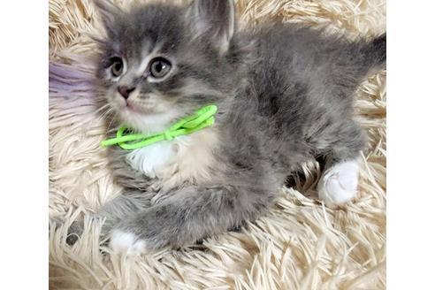 成約済の埼玉県のサイベリアン-27492の5枚目