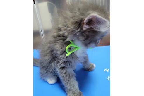 成約済の埼玉県のサイベリアン-27492の3枚目