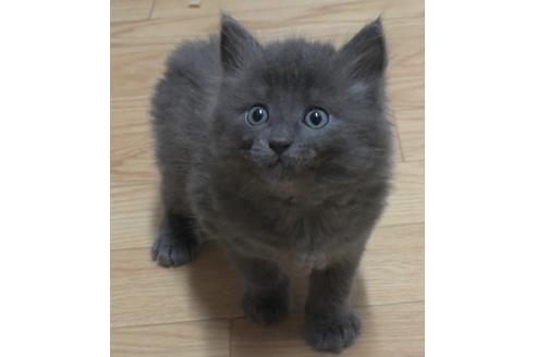 成約済の茨城県のノルウェージャンフォレストキャット-24015の3枚目