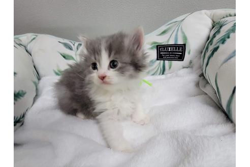 成約済の埼玉県のサイベリアン-27493の6枚目