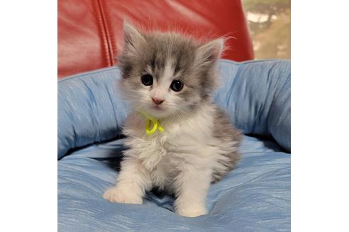 成約済の埼玉県のサイベリアン-27493の5枚目