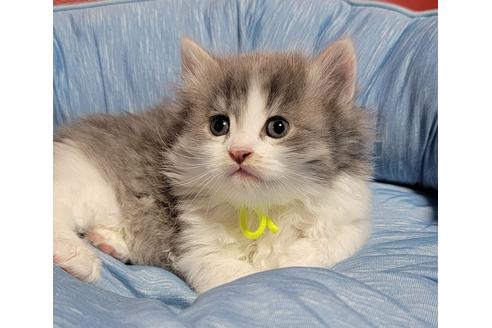 成約済の埼玉県のサイベリアン-27493の4枚目