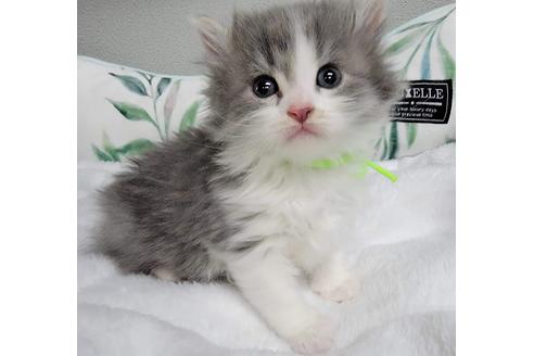 成約済の埼玉県のサイベリアン-27493の3枚目