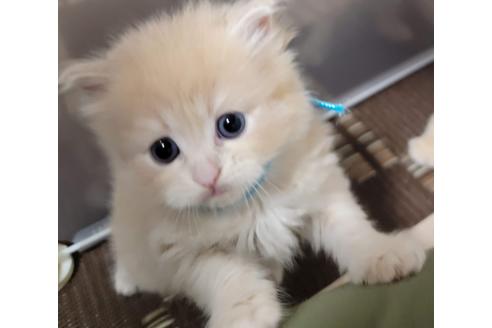 成約済の埼玉県のサイベリアン-27496の6枚目