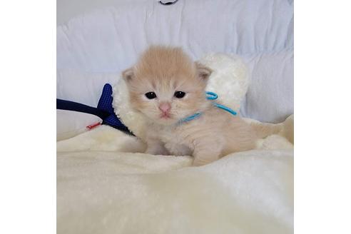 成約済の埼玉県のサイベリアン-27496の4枚目