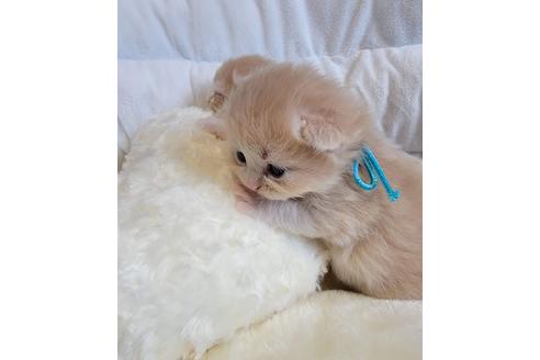 成約済の埼玉県のサイベリアン-27496の3枚目