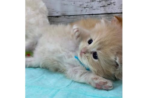 成約済の埼玉県のサイベリアン-27496の2枚目