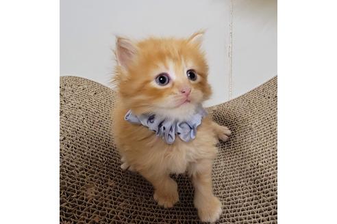 成約済の埼玉県のサイベリアン-27497の7枚目