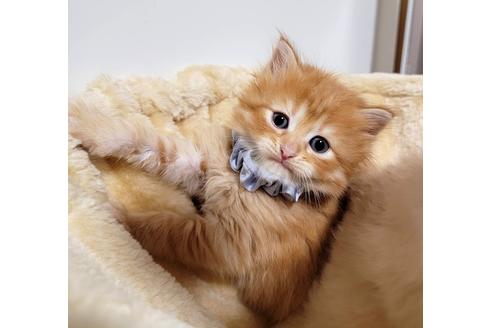 成約済の埼玉県のサイベリアン-27497の6枚目