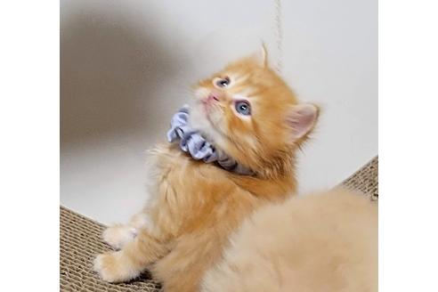 成約済の埼玉県のサイベリアン-27497の5枚目