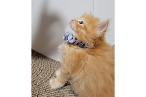 成約済の埼玉県のサイベリアン-27497の4枚目