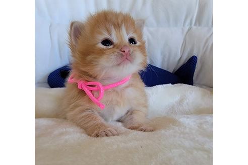 成約済の埼玉県のサイベリアン-27497の3枚目