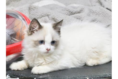 成約済の東京都のラグドール-24781の4枚目