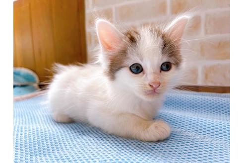 成約済の東京都のスコティッシュフォールド-27604の5枚目