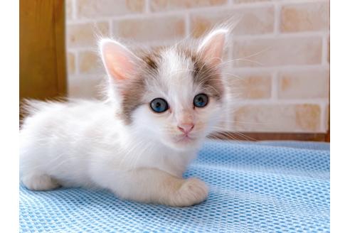 成約済の東京都のスコティッシュフォールド-27604の2枚目