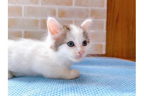 成約済の東京都のスコティッシュフォールド-27604の3枚目