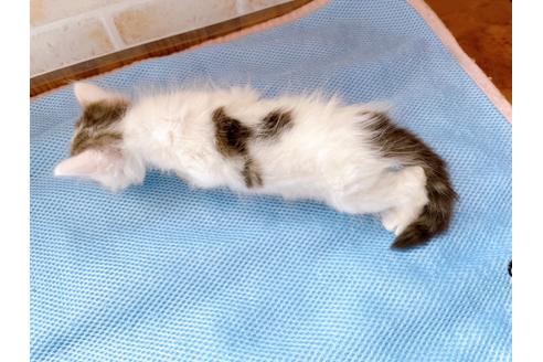 成約済の東京都のスコティッシュフォールド-27604の4枚目