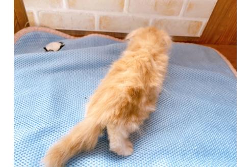 成約済の東京都のスコティッシュフォールド-27605の6枚目