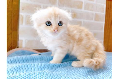 成約済の東京都のスコティッシュフォールド-27605の5枚目