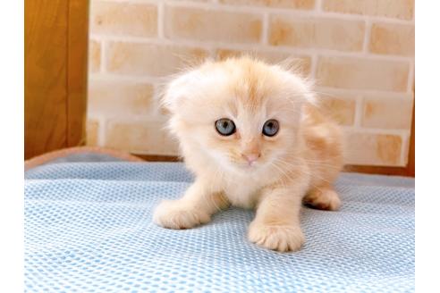 成約済の東京都のスコティッシュフォールド-27605の2枚目