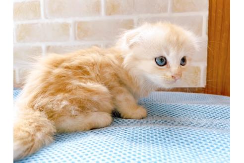 成約済の東京都のスコティッシュフォールド-27605の3枚目