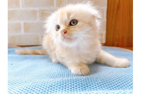 成約済の東京都のスコティッシュフォールド-27605の4枚目