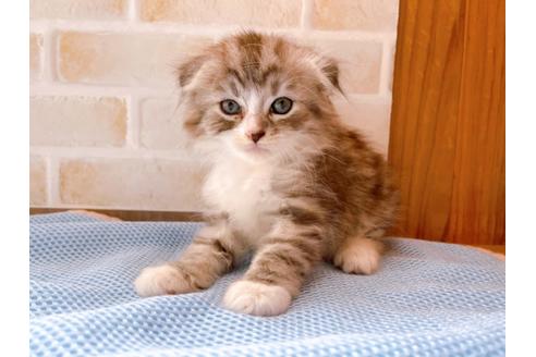 成約済の東京都のスコティッシュフォールド-27606の17枚目