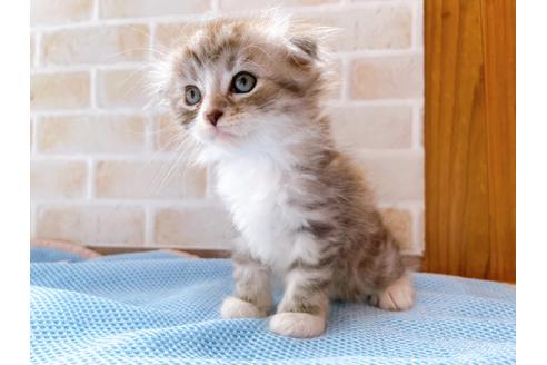 成約済の東京都のスコティッシュフォールド-27606の18枚目