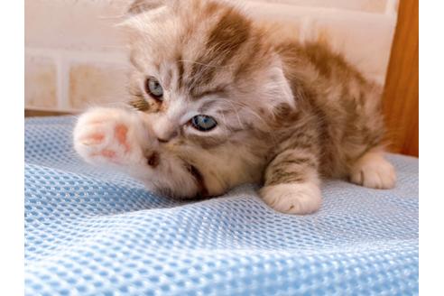 成約済の東京都のスコティッシュフォールド-27606の16枚目