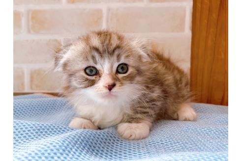 成約済の東京都のスコティッシュフォールド-27606の15枚目