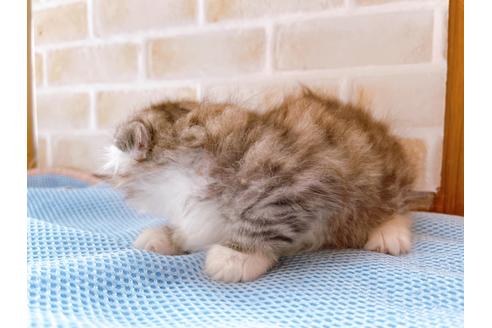 成約済の東京都のスコティッシュフォールド-27606の14枚目