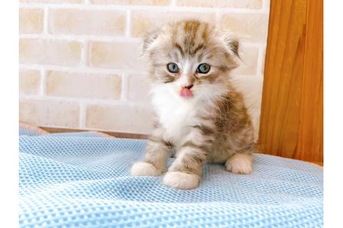 成約済の東京都のスコティッシュフォールド-27606の13枚目