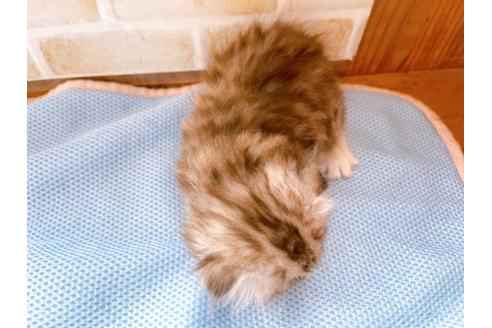 成約済の東京都のスコティッシュフォールド-27606の11枚目